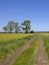 Rapeseed crops and farm track with Ash trees in an English landscape