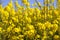 rapeseed in the field