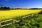 Rapeseed field