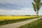 Rapeseed field