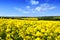 Rapeseed Field