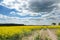 Rapeseed field