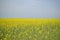 Rapeseed field against the blue sky, yellow flower glade