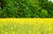 Rapeseed field against the forest belt. Windbreak forest