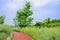 Rapeseed field along red-painted path in sunny spring