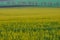 the rapeseed field bloomed in the spring