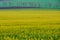 the rapeseed field bloomed in the spring