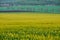 the rapeseed field bloomed in the spring