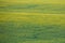 the rapeseed field bloomed in the spring