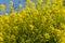 Rapeseed field, blooming rapeseed flowers close. Bright yellow rapeseed oil. Blooming rapeseed