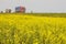 Rapeseed field blooming with yellow flowers. In the background on the highway driving trucks