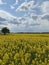 Rapeseed field with blue sky