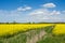 Rapeseed field and blue sky. Beautiful spring landscape in Poland.