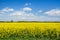 Rapeseed field and blue sky. Beautiful spring landscape in Poland.