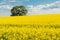 Rapeseed field and blue sky with clouds on a sunny day