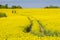 Rapeseed field in Brandenburg