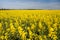 Rapeseed field canola or colza in Latin Brassica napus