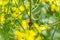 Rapeseed field with Cockchafer May Bug or Doodlebug