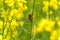 Rapeseed field with Cockchafer May Bug or Doodlebug