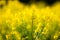 Rapeseed field.detail of flowering rapeseed field.