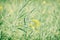 Rapeseed field, detailed agricultural photo, spring time