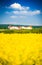 Rapeseed field, Feldioara fortress, Romania