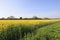 Rapeseed field flowering in spring