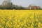 Rapeseed field flowering in spring