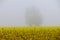 Rapeseed field in the fog .Lithuania landscape