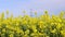 a rapeseed field in front of a high voltage pylon