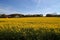 A rapeseed field in Hagen