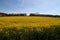 A rapeseed field in Hagen