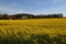 A rapeseed field in Hagen