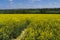 Rapeseed field ,Hampshire ,Landscape