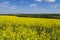 Rapeseed field ,Hampshire ,Landscape