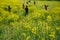 Rapeseed Field at Jeju, South Korea