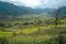 Rapeseed field-Jiangling, Wuyuan, Jiangxi