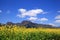 Rapeseed field and mountain