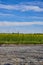 a rapeseed field near Berlin