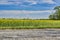 a rapeseed field near Berlin