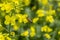 Rapeseed field, oilseed rape, bee