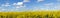 Rapeseed field panoramic landscape