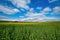 Rapeseed field with pathway, Blooming canola flowers panorama.