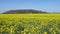 Rapeseed field with plantation behind