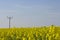 Rapeseed field + power lines