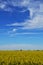 Rapeseed field in rural Hungary