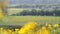 Rapeseed field and sheep on another side of uk railroad under overcast rain