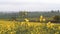 Rapeseed field and sheep on another side of uk railroad under overcast rain