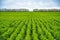 Rapeseed field sown using Strip-till technology before flowering