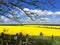 Rapeseed field in spring sunshine